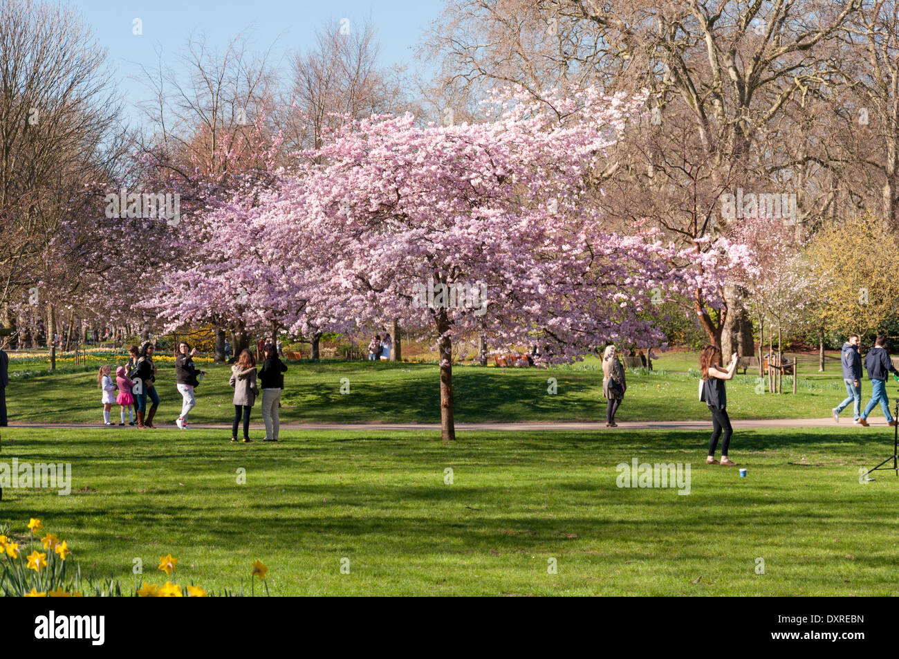 Viste intorno a St James Park a Londra per una luminosa giornata di sole in primavera Foto Stock