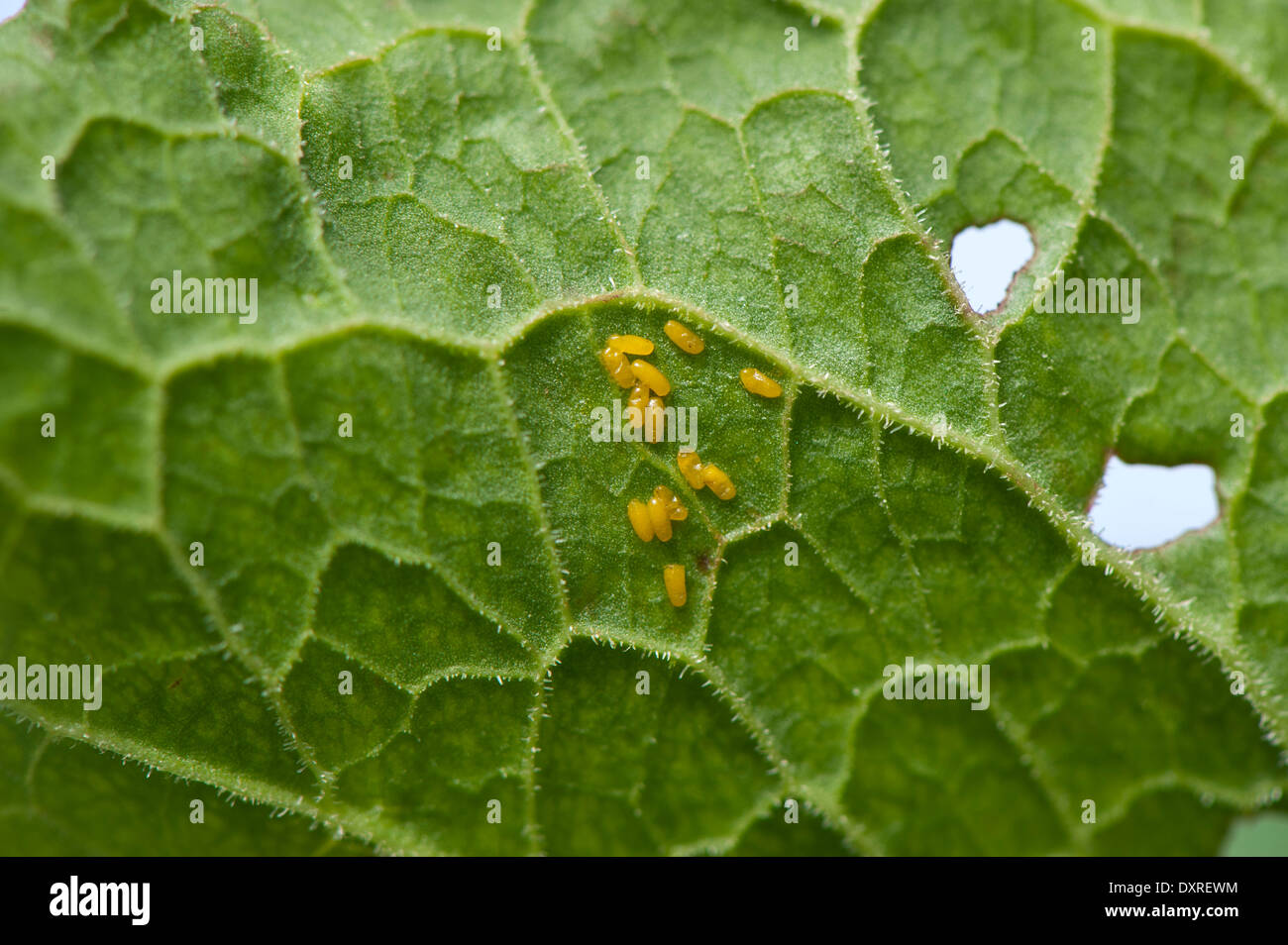 Uova di VERDE SCARABEO Dock, sul lato inferiore di una foglia di dock. (Gastrophysa viridula) Foto Stock