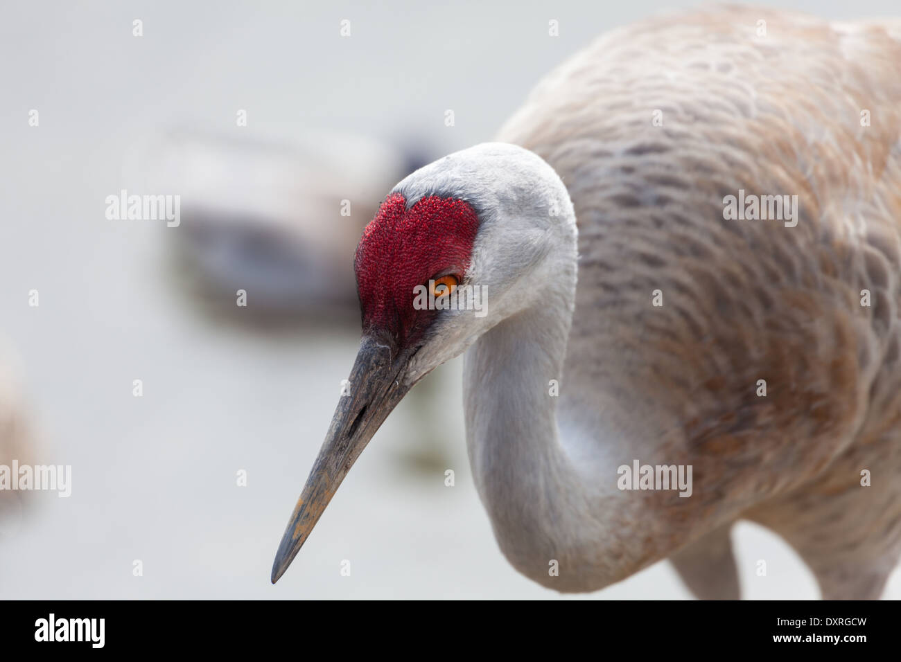 Sandhill gru close up Foto Stock