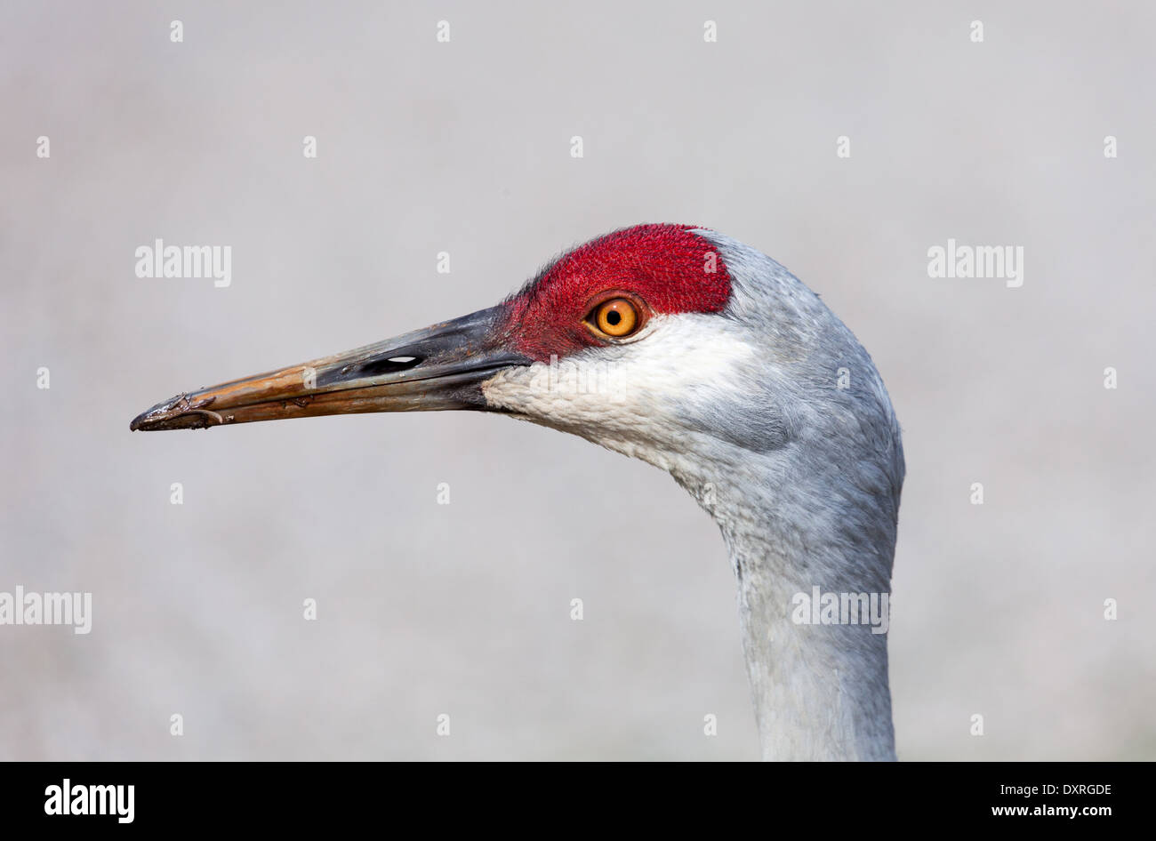 Sandhill gru close up Foto Stock