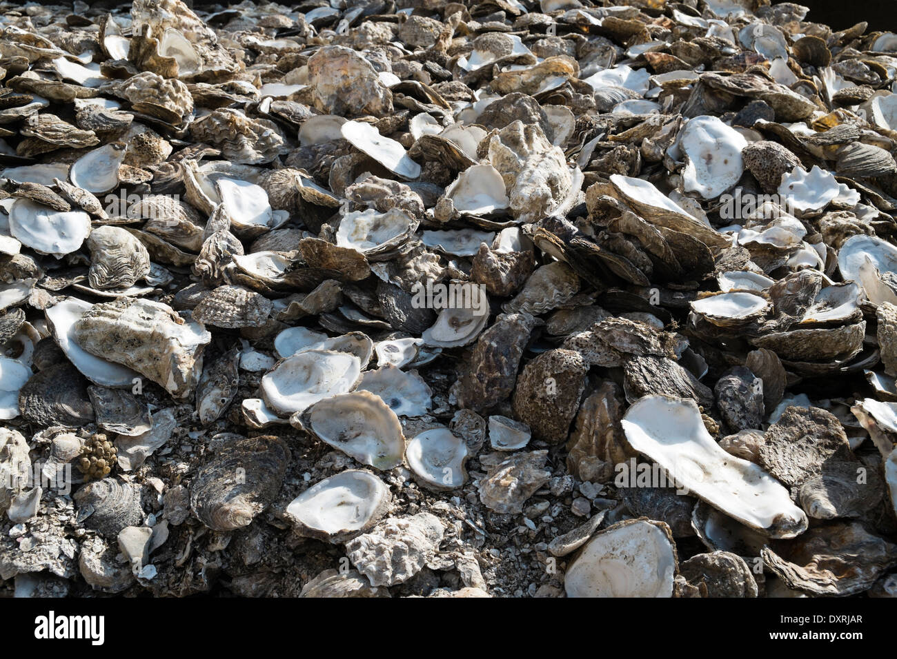 Scartato vuoto oyster conchiglie sulla spiaggia a Whitstable. Foto di Julie Edwards Foto Stock