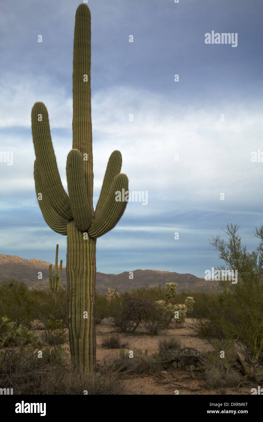 L'Arizona Parco nazionale del Saguaro East Foto Stock