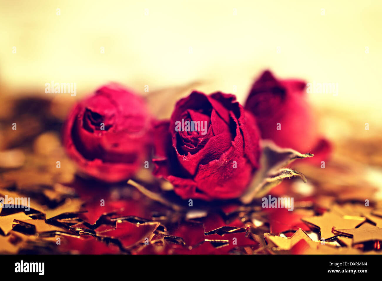 Tre secchi fiori rosa con stelle dorate closeup Foto Stock