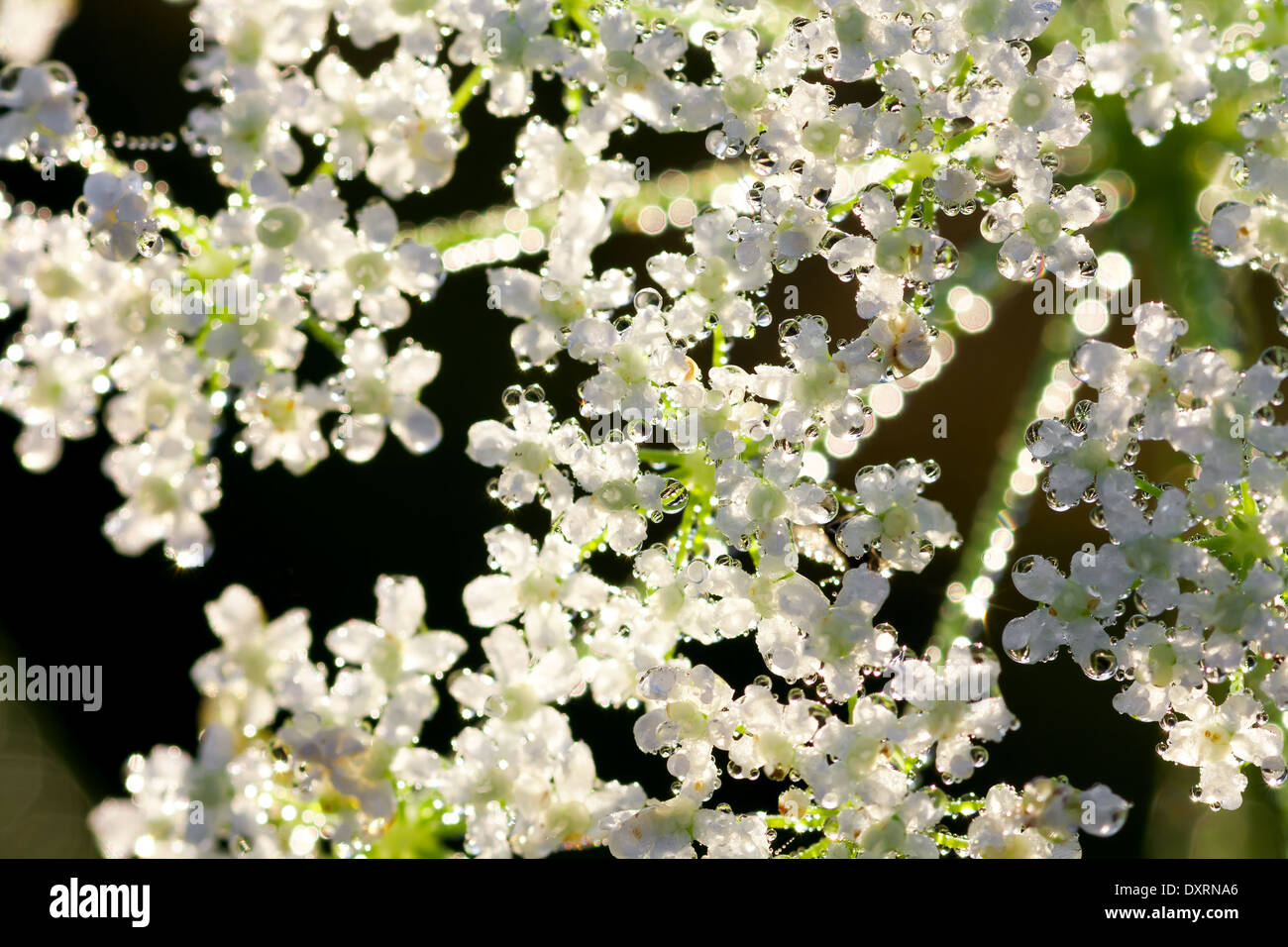 Fiori di colore bianco con gocce di rugiada che brilla sulla sun Foto Stock