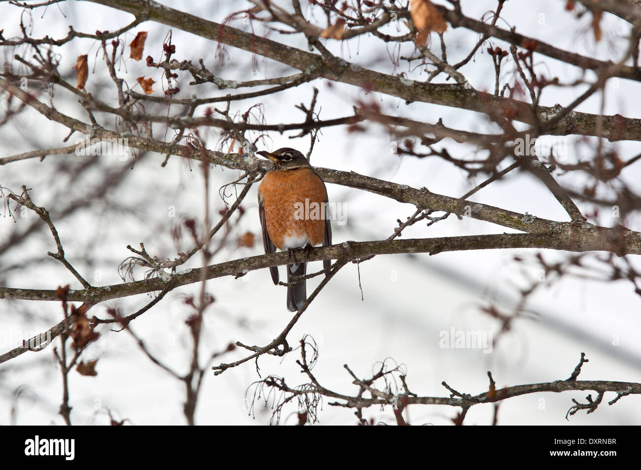 American Robin, Turdus migratorius, in un inverno nevoso; nello Stato di New York. Foto Stock