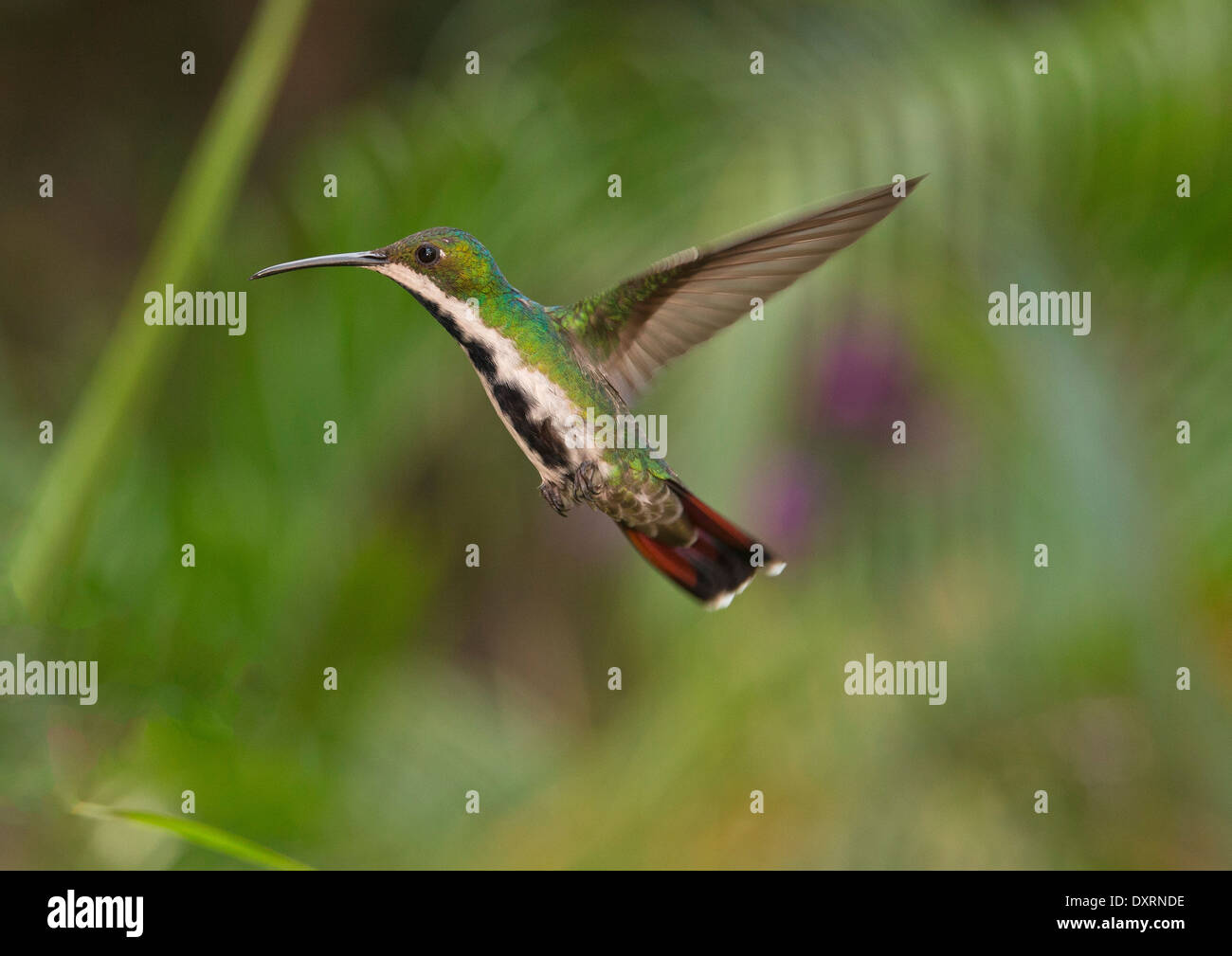 Nero-throated hummingbird Mango, Anthracothorax nigricollis hovering mentre si alimenta. Trinidad. Foto Stock