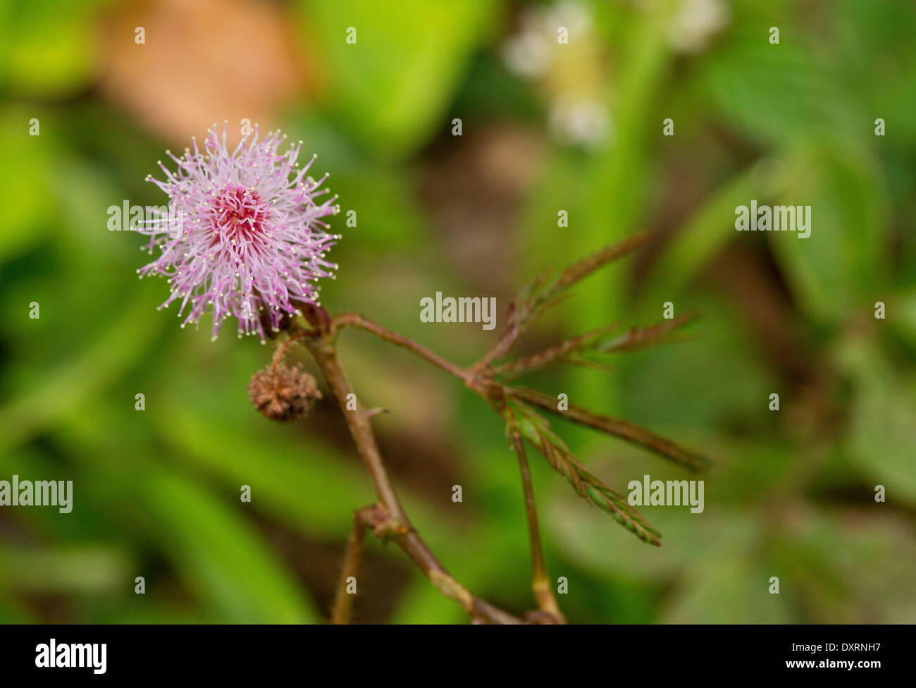Impianto sensibili, Mimosa pudica con foglie collassata. Foto Stock