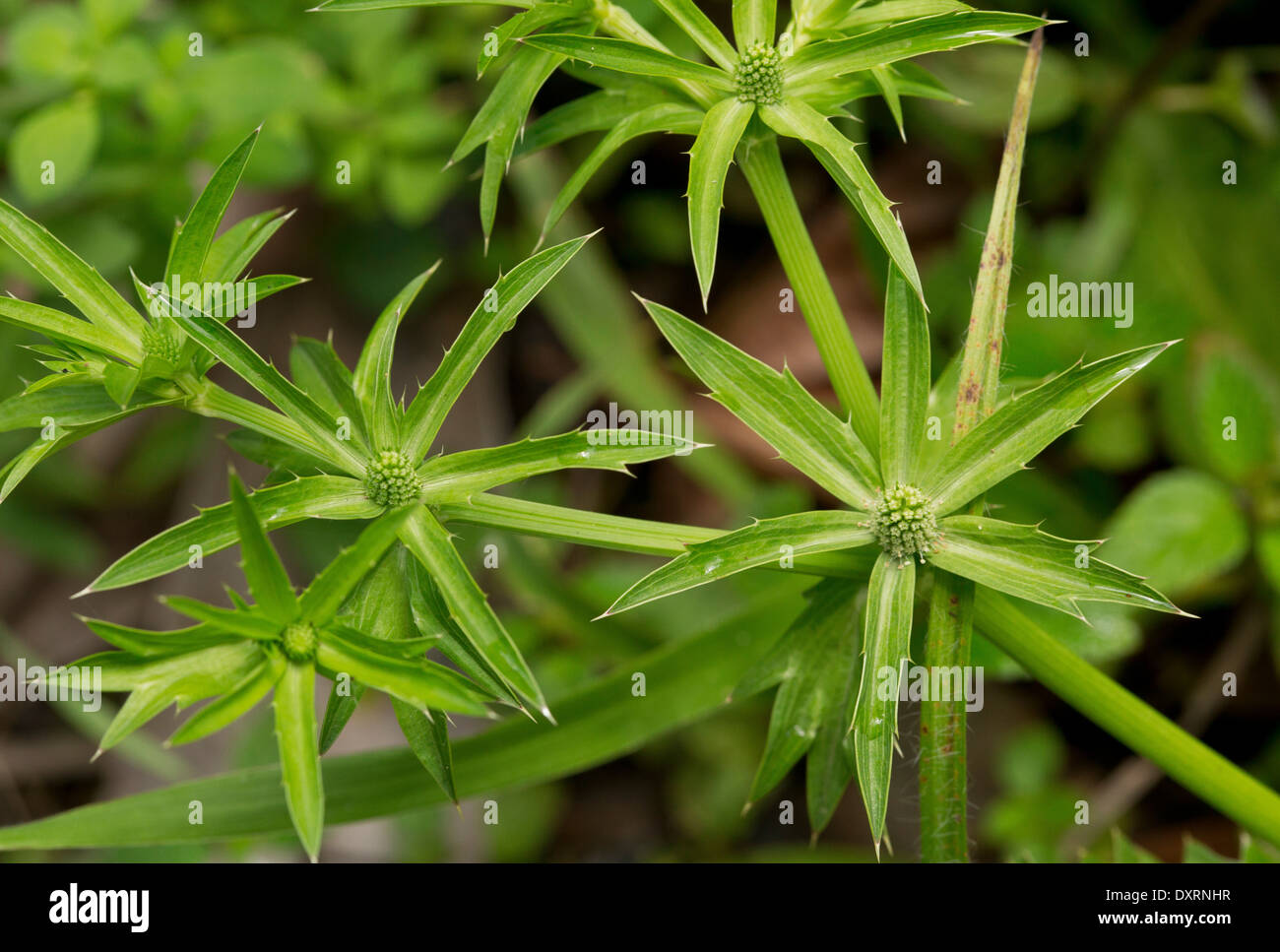 Semillas De Culantro Recao (Eryngium Foetidum) - Paquete De Semillas Para Cultivo En Huerto O Maceta