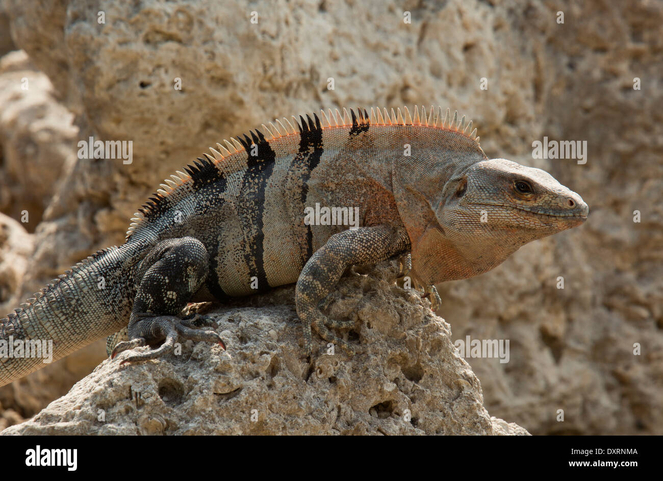 Spinosa nero-tailed, Iguana iguana nero o nero Ctenosaur, Ctenosaura similis, il roccioso foreshore, Florida. Foto Stock