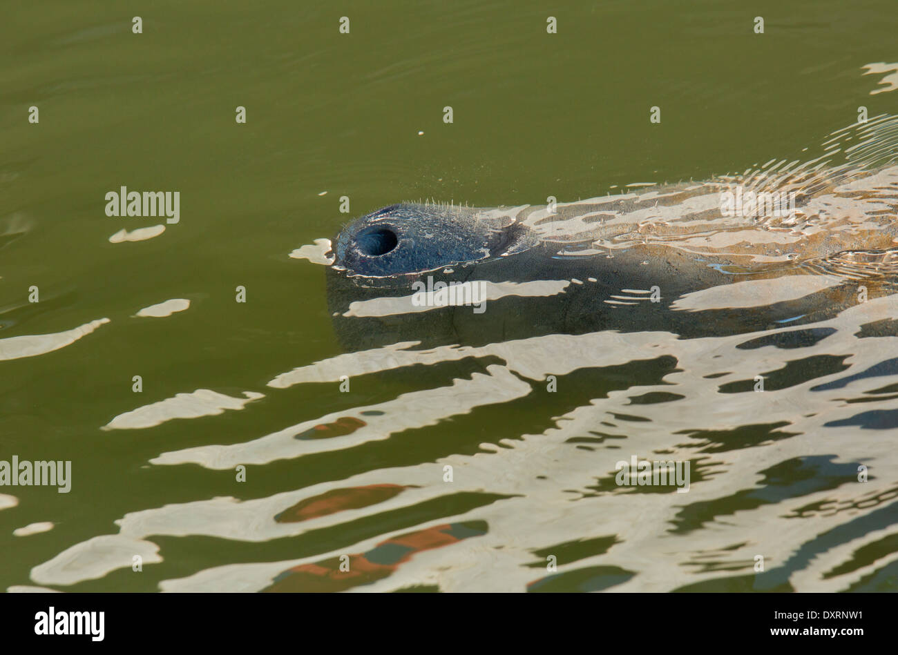 Florida lamantino (forma di West Indian lamantino), Trichechus manatus latirostris, poco profonda laguna costiera, Everglades, Florida. Foto Stock