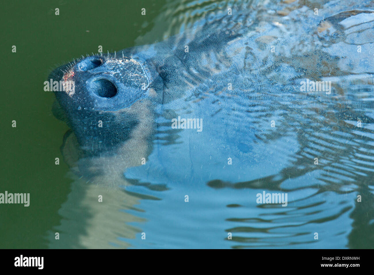 Florida lamantino (forma di West Indian lamantino), Trichechus manatus latirostris, poco profonda laguna costiera, Everglades, Florida. Foto Stock