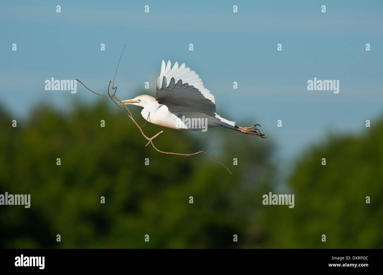 Airone guardabuoi Bubulcus ibis nella stagione della riproduzione, in corrispondenza di zone umide Wakodahatchee, Palm Beach, Florida. Braccio portante per il nesting. Foto Stock