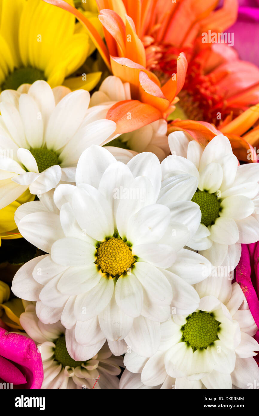 Sfondo di fiori diversi closeup Foto Stock