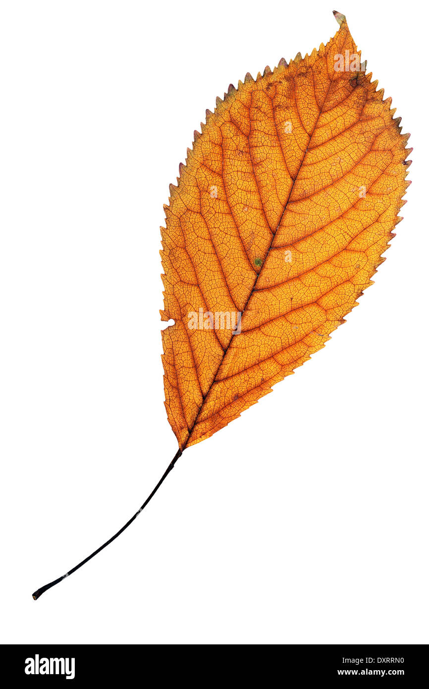 Uno sbiadito colorato Cherry leaf isolato su bianco Foto Stock