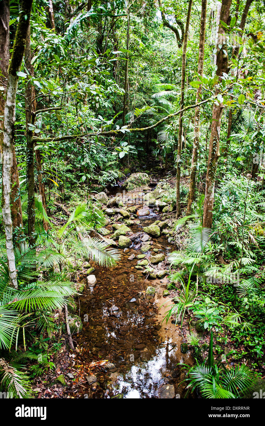 Mossman Gorge nel Parco Nazionale Daintree vicino a Port Douglas, Queensland, Australia Foto Stock