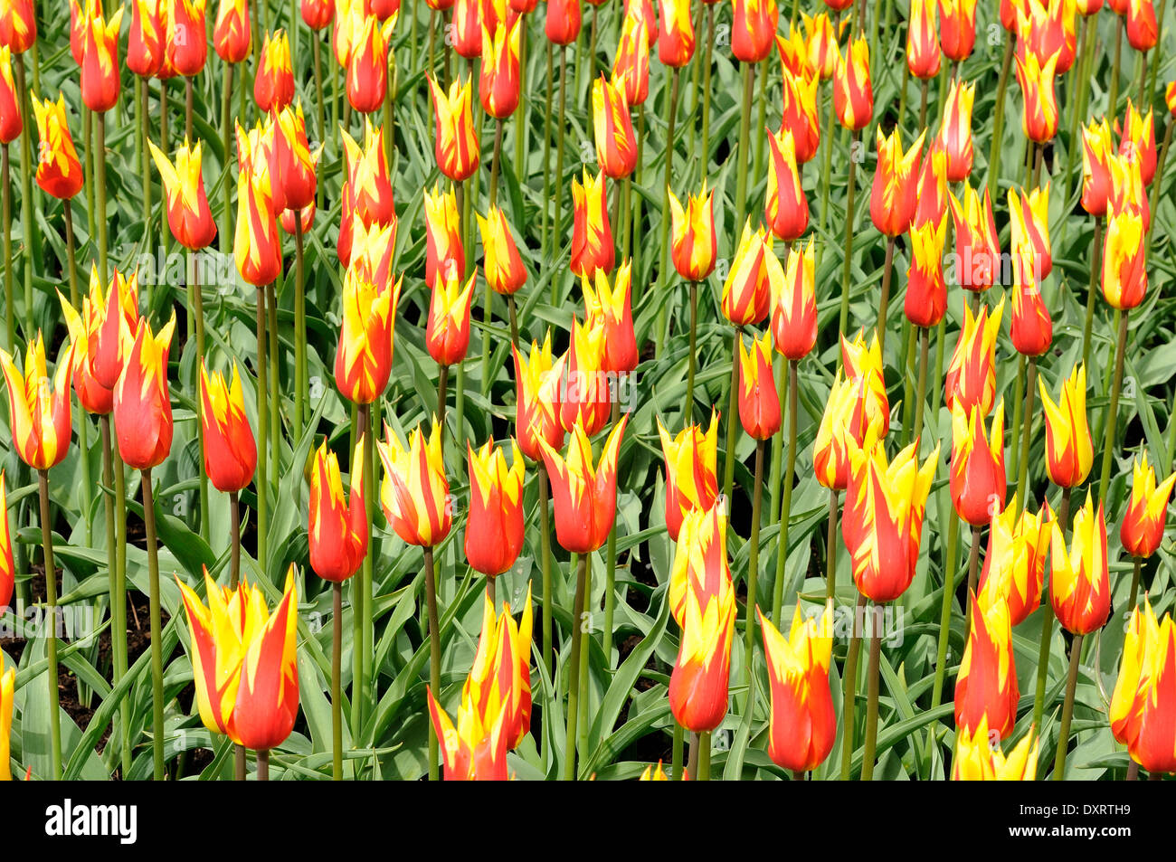 I tulipani di ali di fuoco, Paesi Bassi Foto Stock