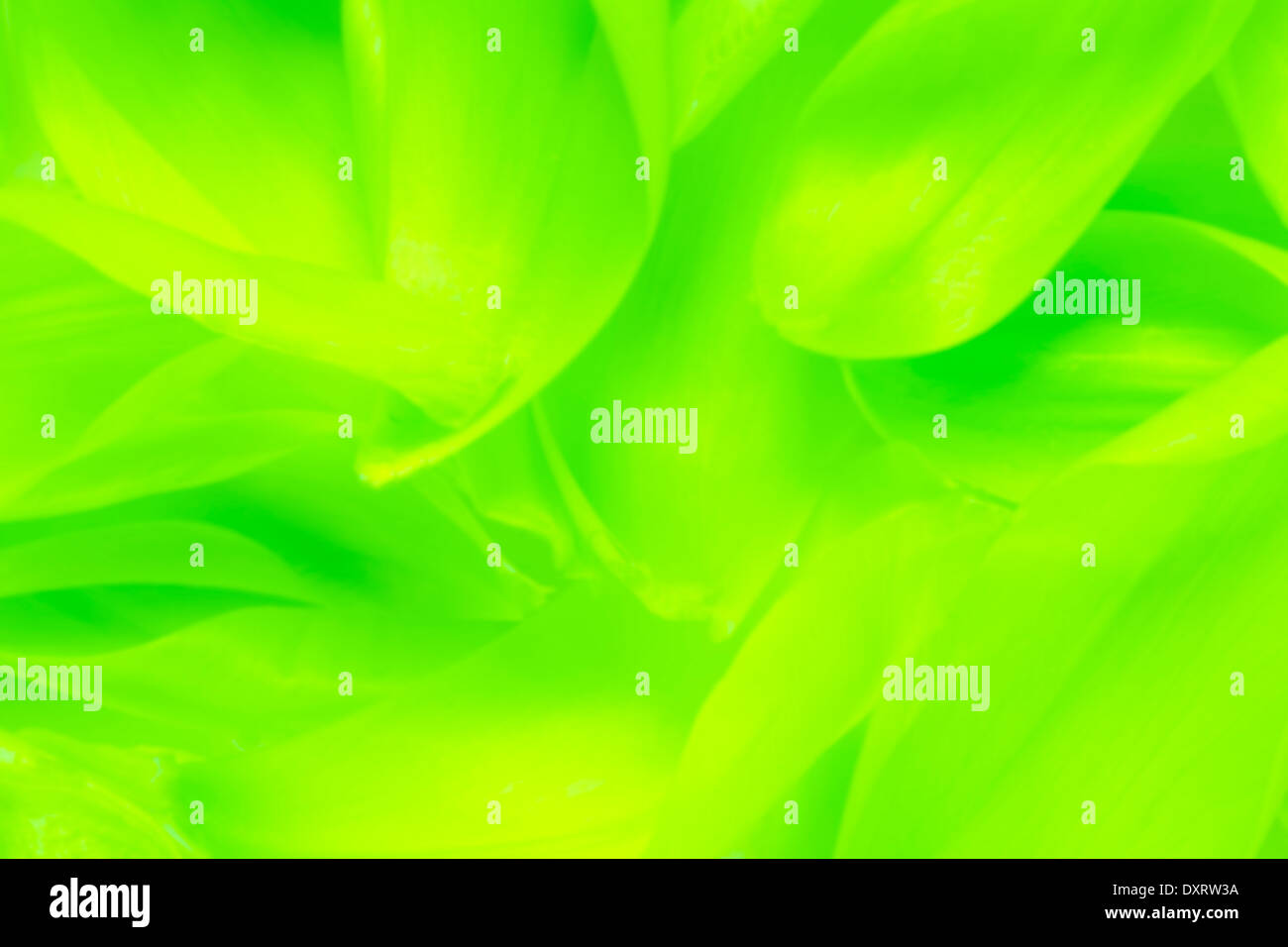 Verde sfondo astratto o petalo di fiore texture Foto Stock