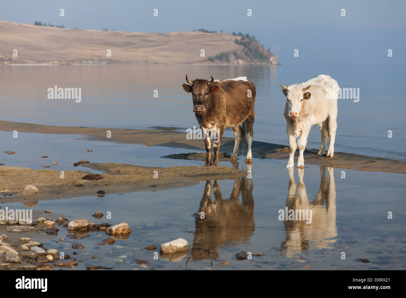 Due mucche in piedi sulla riva e riflettendo in acqua - Scenario di Olkhon Island, il lago Baikal, Siberia, Russia Foto Stock