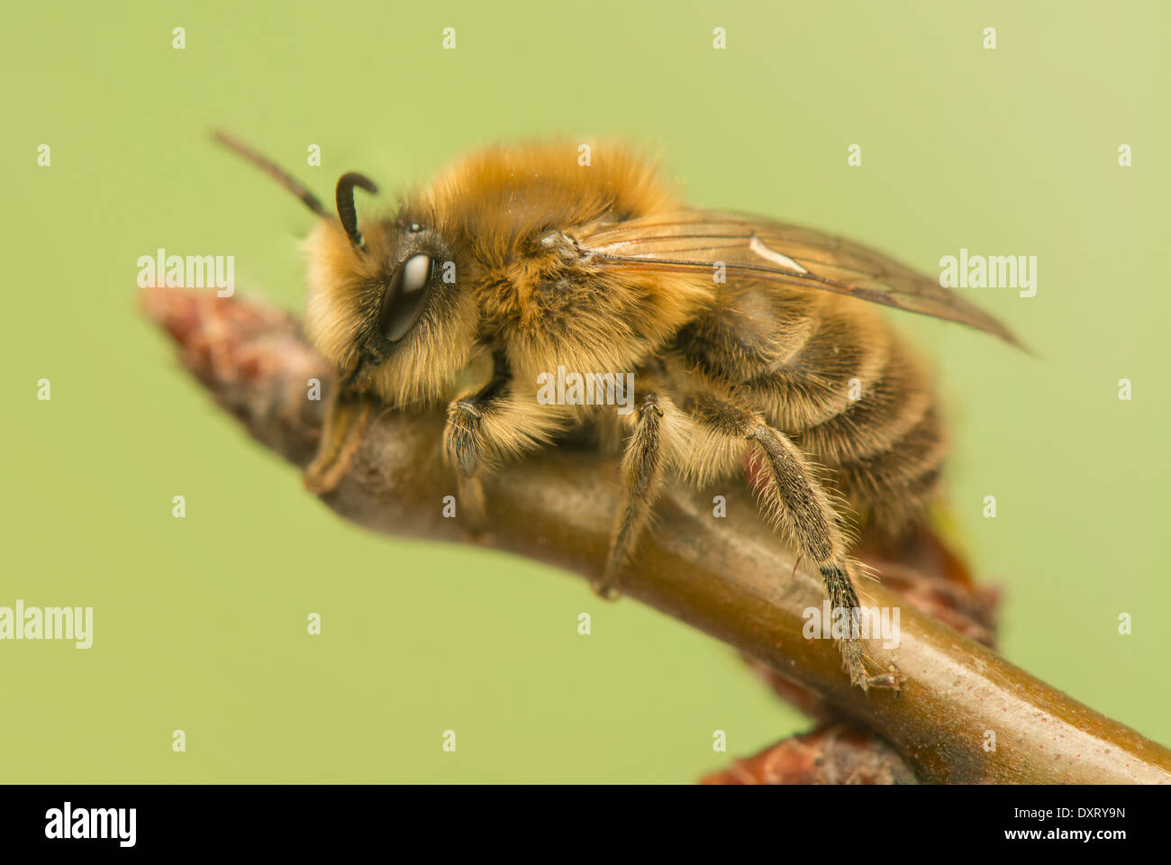 Bee - Apis mellifera Foto Stock