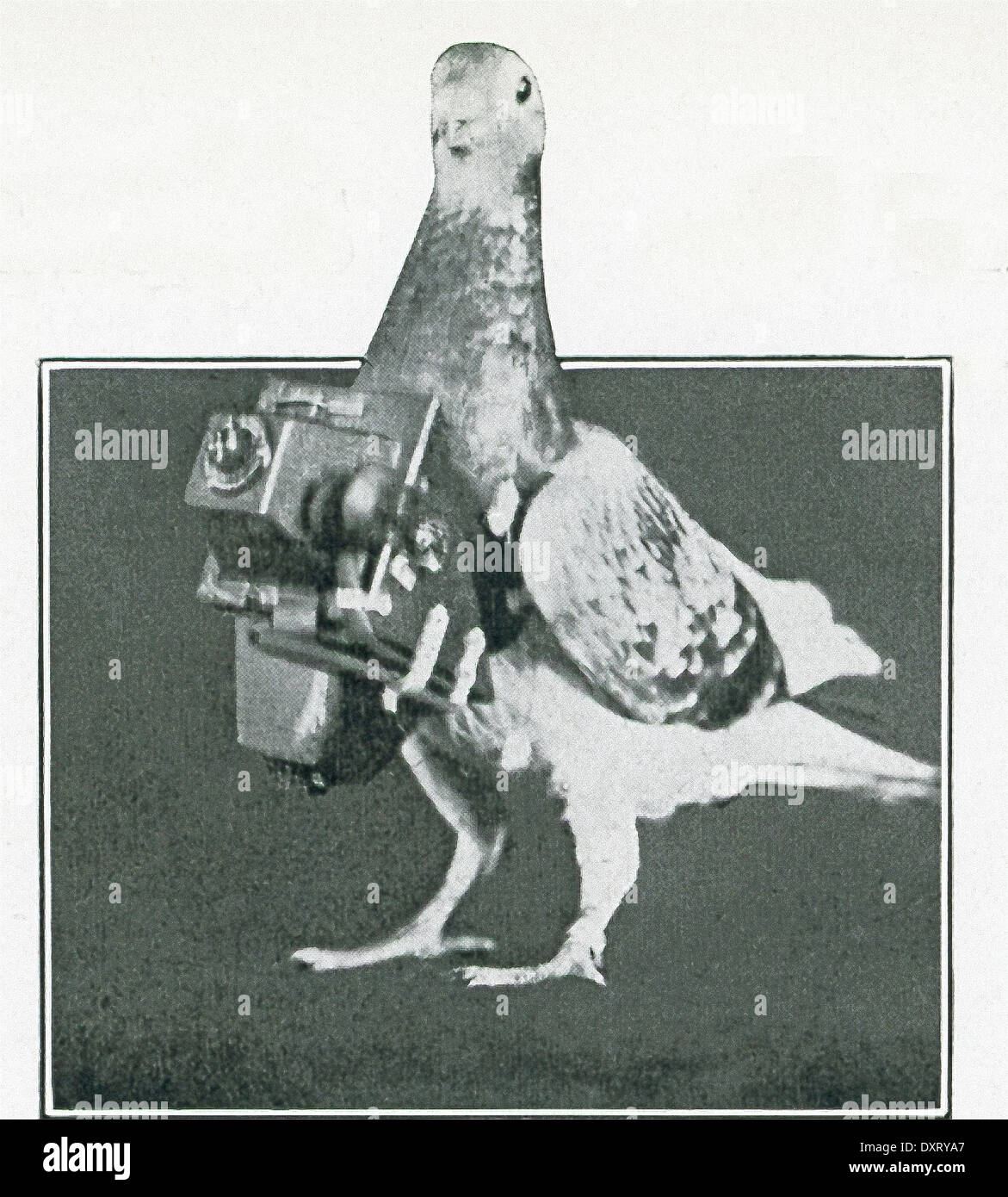 Carrier pigeons immagini e fotografie stock ad alta risoluzione - Alamy