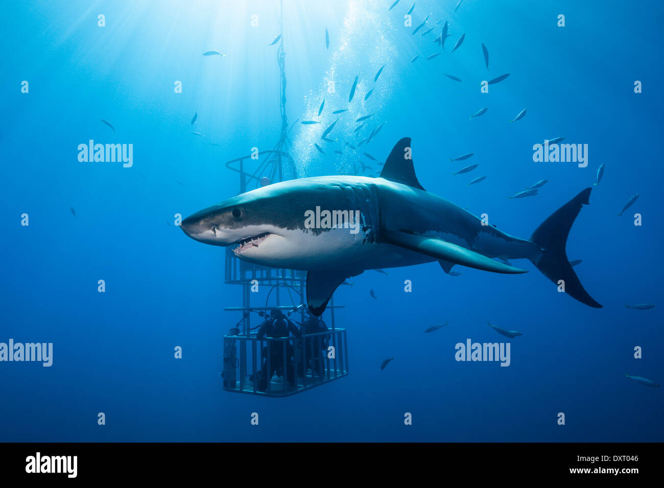 Il grande squalo bianco gabbia immersioni subacquee, Carcharodon carcharias, Isola di Guadalupe, in Messico Foto Stock