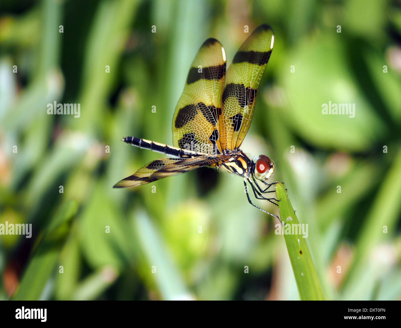 Halloween Pennant Dragonfly appeso su un gambo di erba Foto Stock