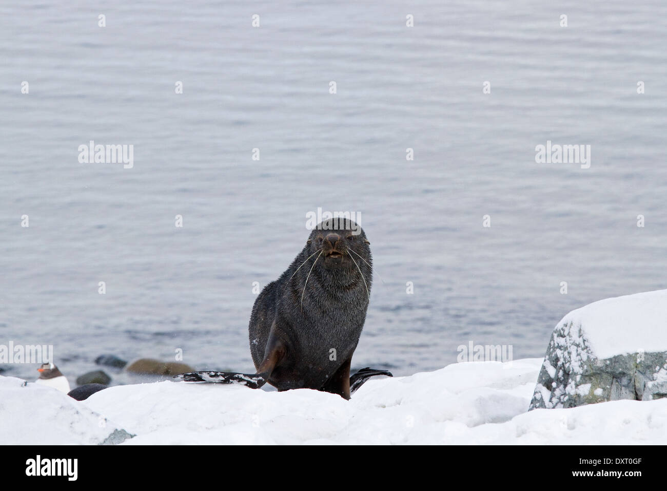 Antartico pelliccia sigillo, Arctocephalus gazella, mostrando lungo whiskers, a sud le isole Shetland, Antartide. Foto Stock