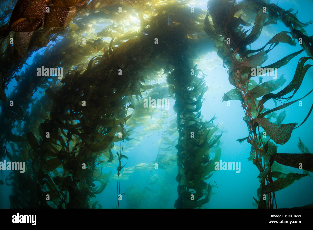 Foresta di Kelp Kelp Gigante, Macrocystis pyrifera, San Benito Isola, Messico Foto Stock