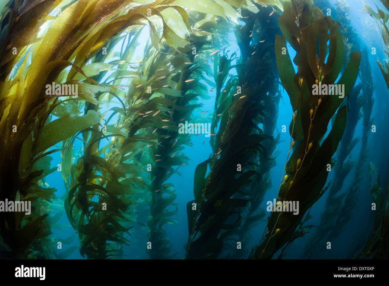 Foresta di Kelp Kelp Gigante, Macrocystis pyrifera, San Benito Isola, Messico Foto Stock