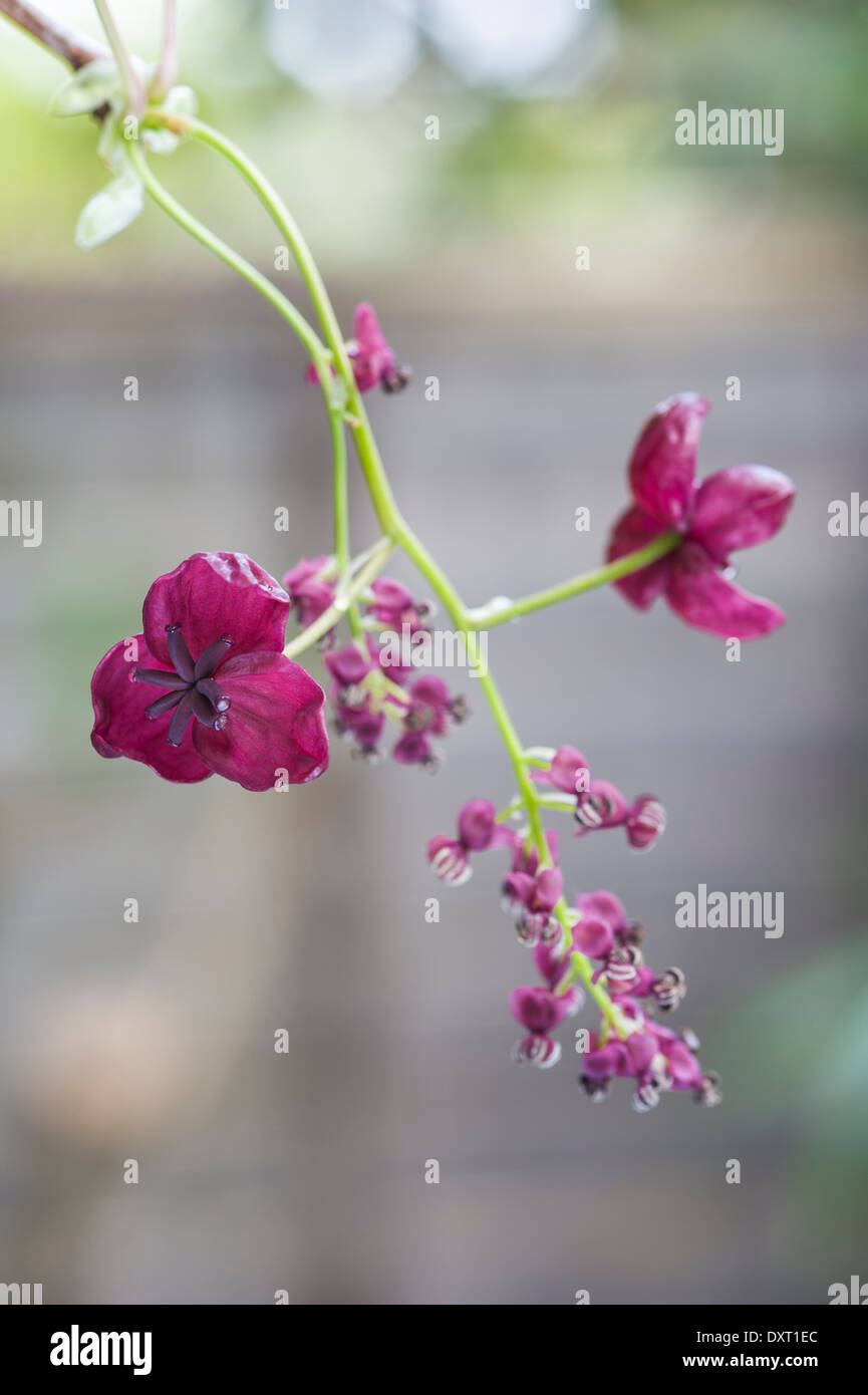 Akebia quinata, vitigno di cioccolato Foto Stock