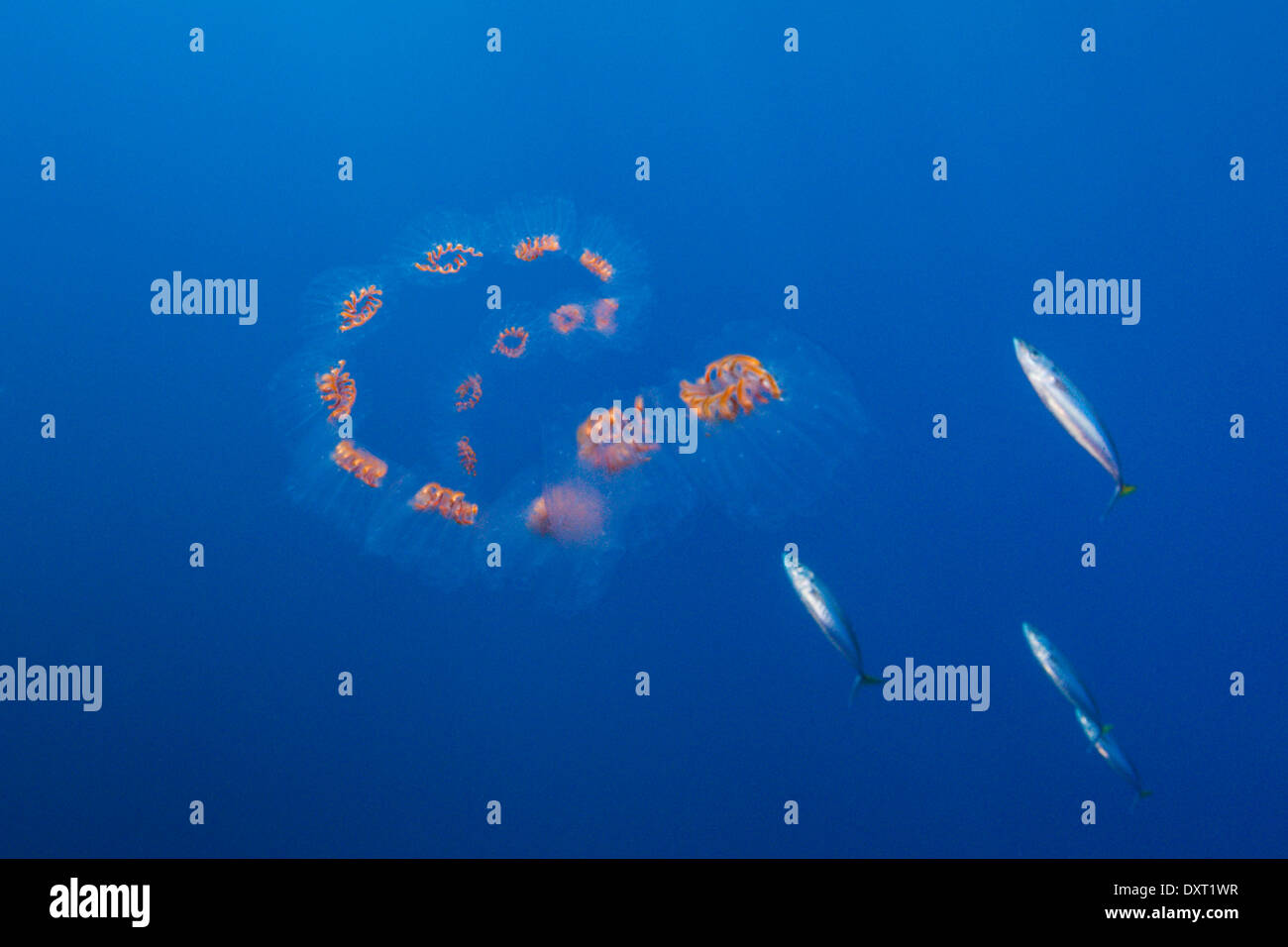 Salp colonia, Salpa sp., Isola di Guadalupe, in Messico Foto Stock