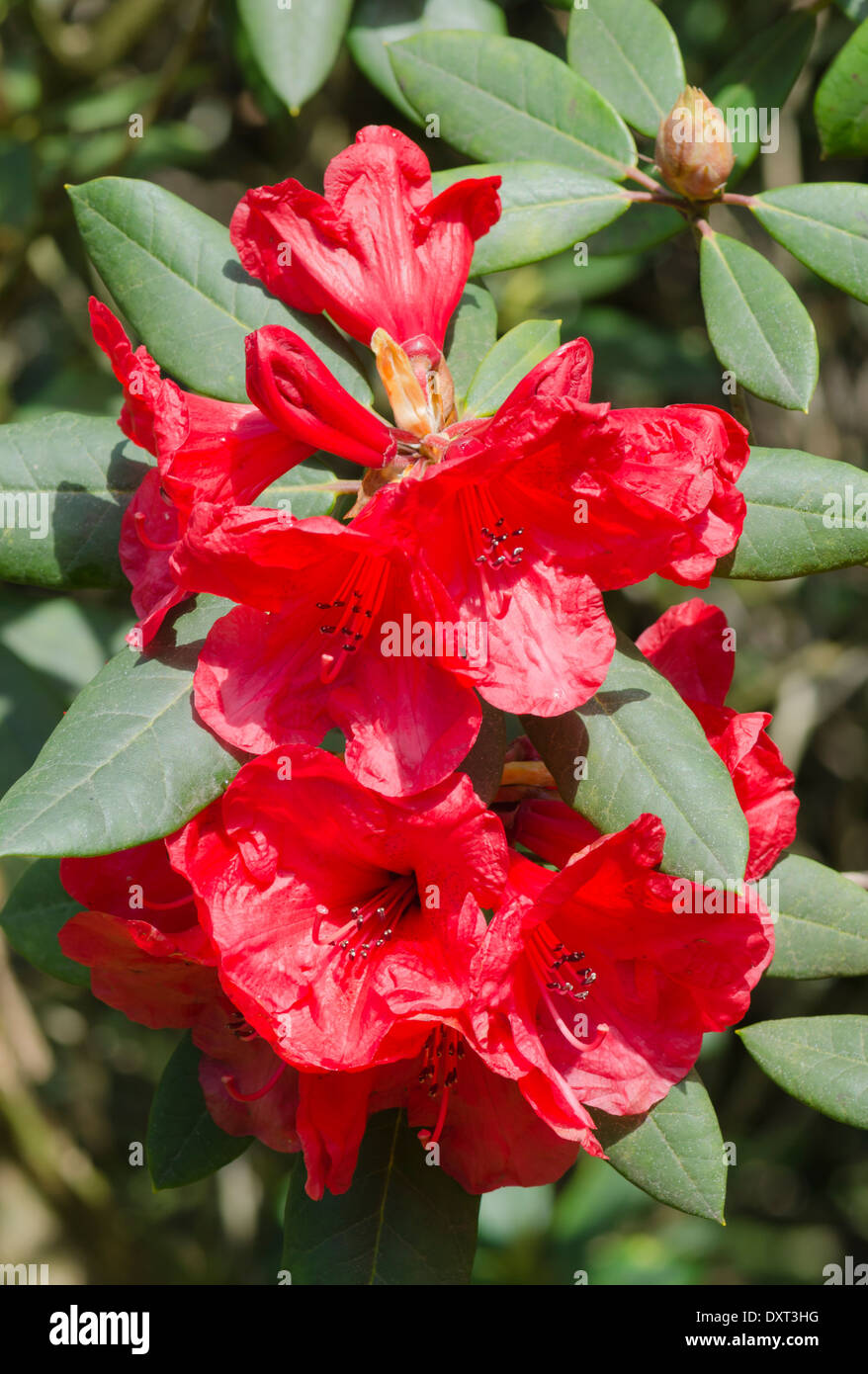 Giovani e teneri rosso brillante fiori di rododendro in Muncaster Castle Gardens su una soleggiata giornata di primavera Foto Stock