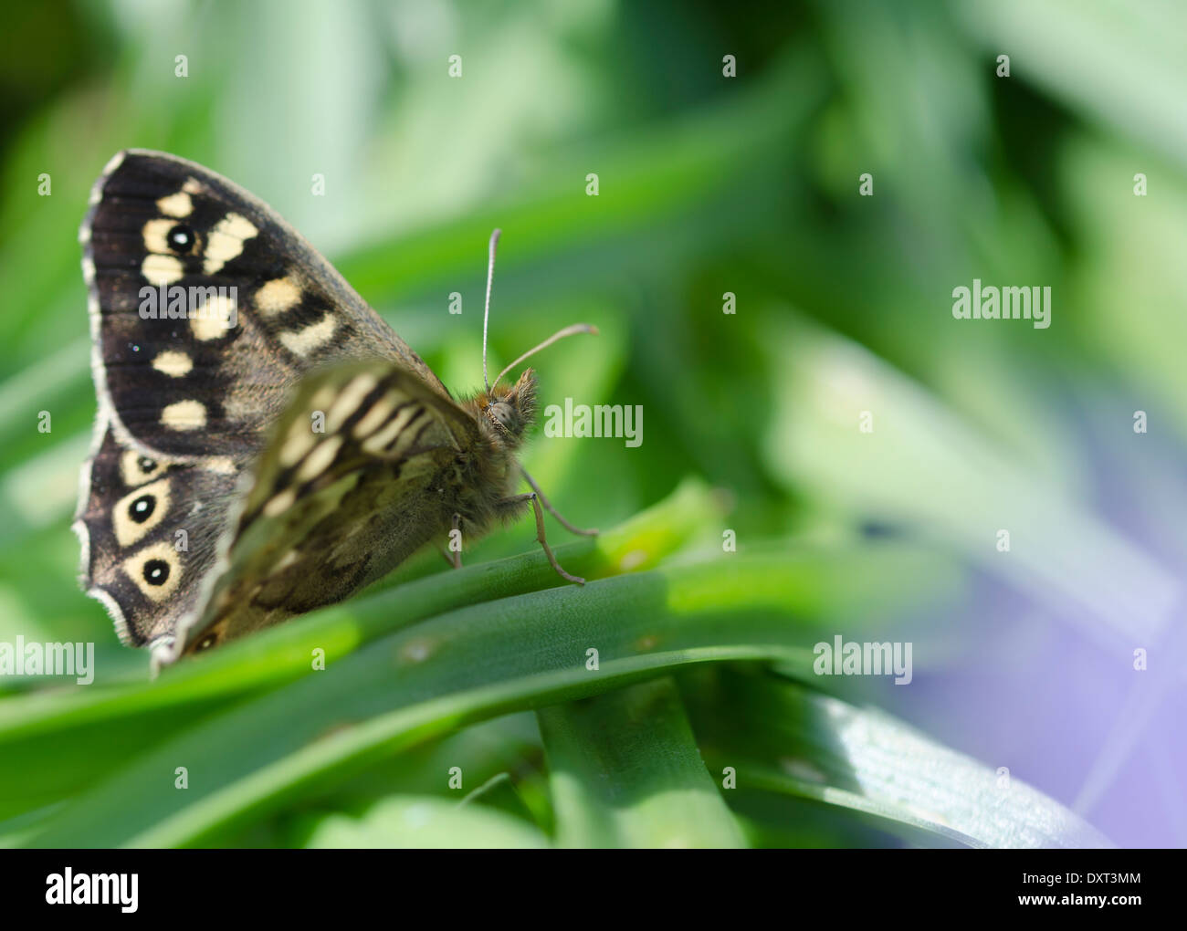 'Speckled legno " farfalla in appoggio al sole in un legno di pennini Foto Stock