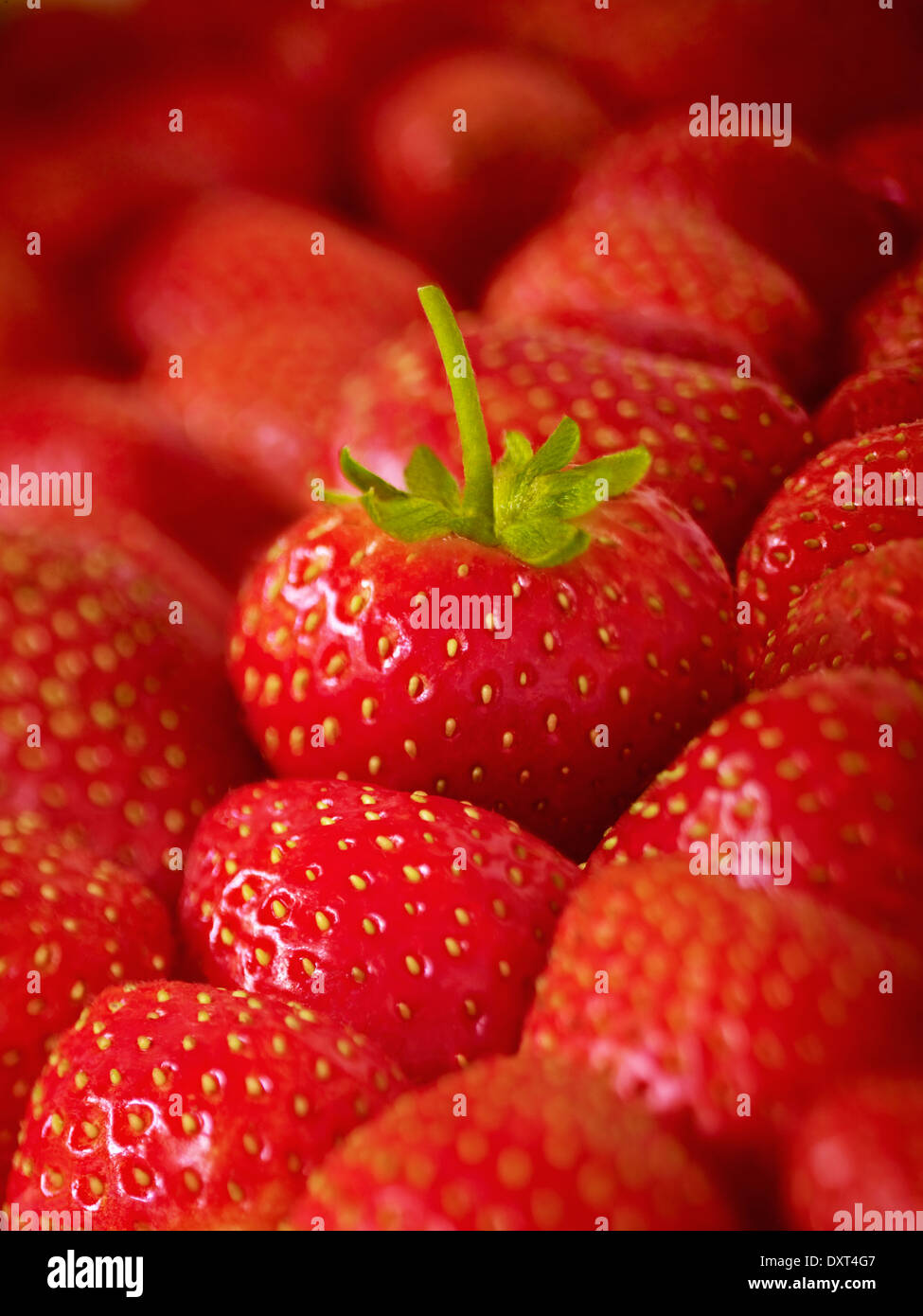 Extreme close up di fragole mature Foto Stock