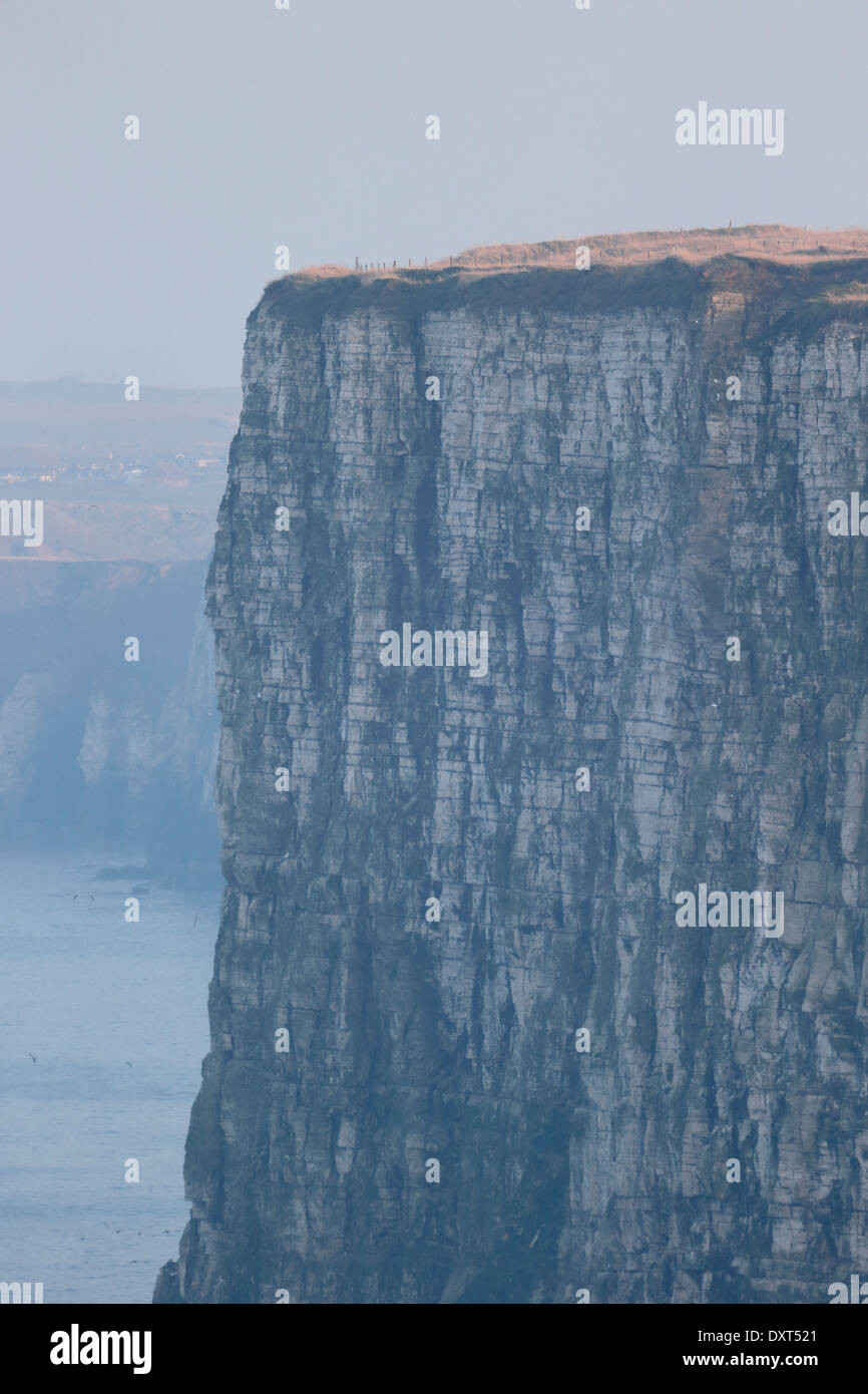 Bempton Cliffs RSPB Riserva, Yorkshire, Marzo 2014 Foto Stock