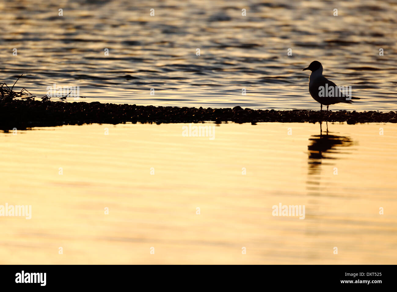 A testa nera gabbiano, Larus ridibundus, singolo uccello da acqua retroilluminato, Kent, Marzo 2014 Foto Stock