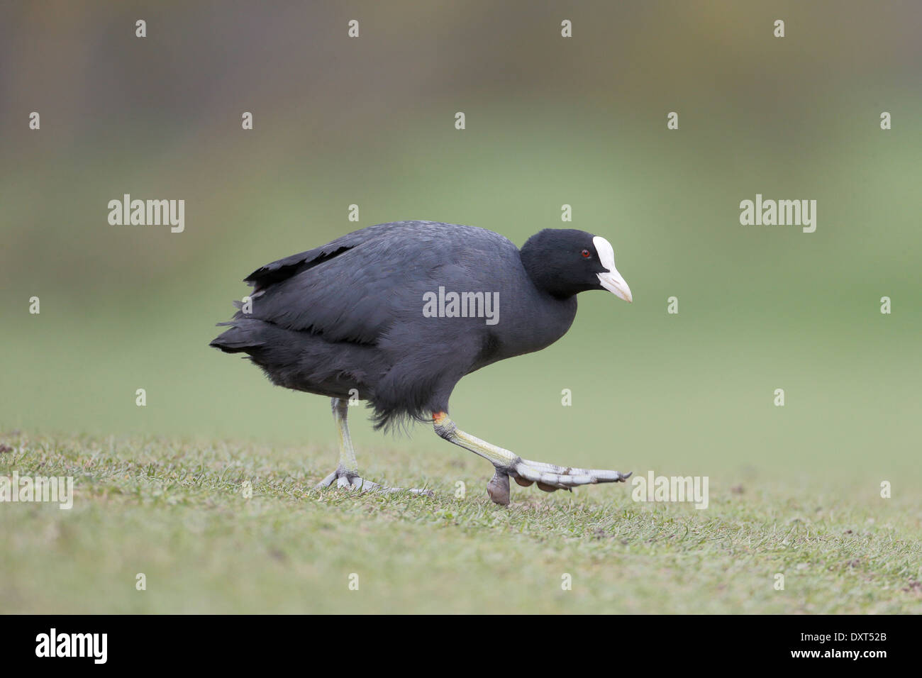 La folaga, fulica atra, singolo uccello sull'erba, Warwickshire, Marzo 2014 Foto Stock