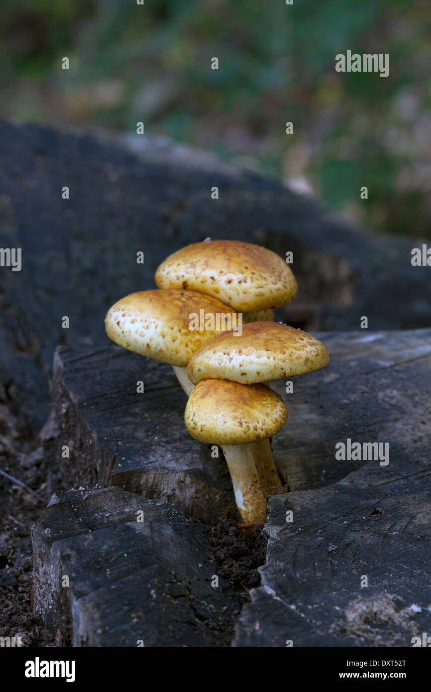 I funghi che crescono su un decadimento ceppo di albero Foto Stock