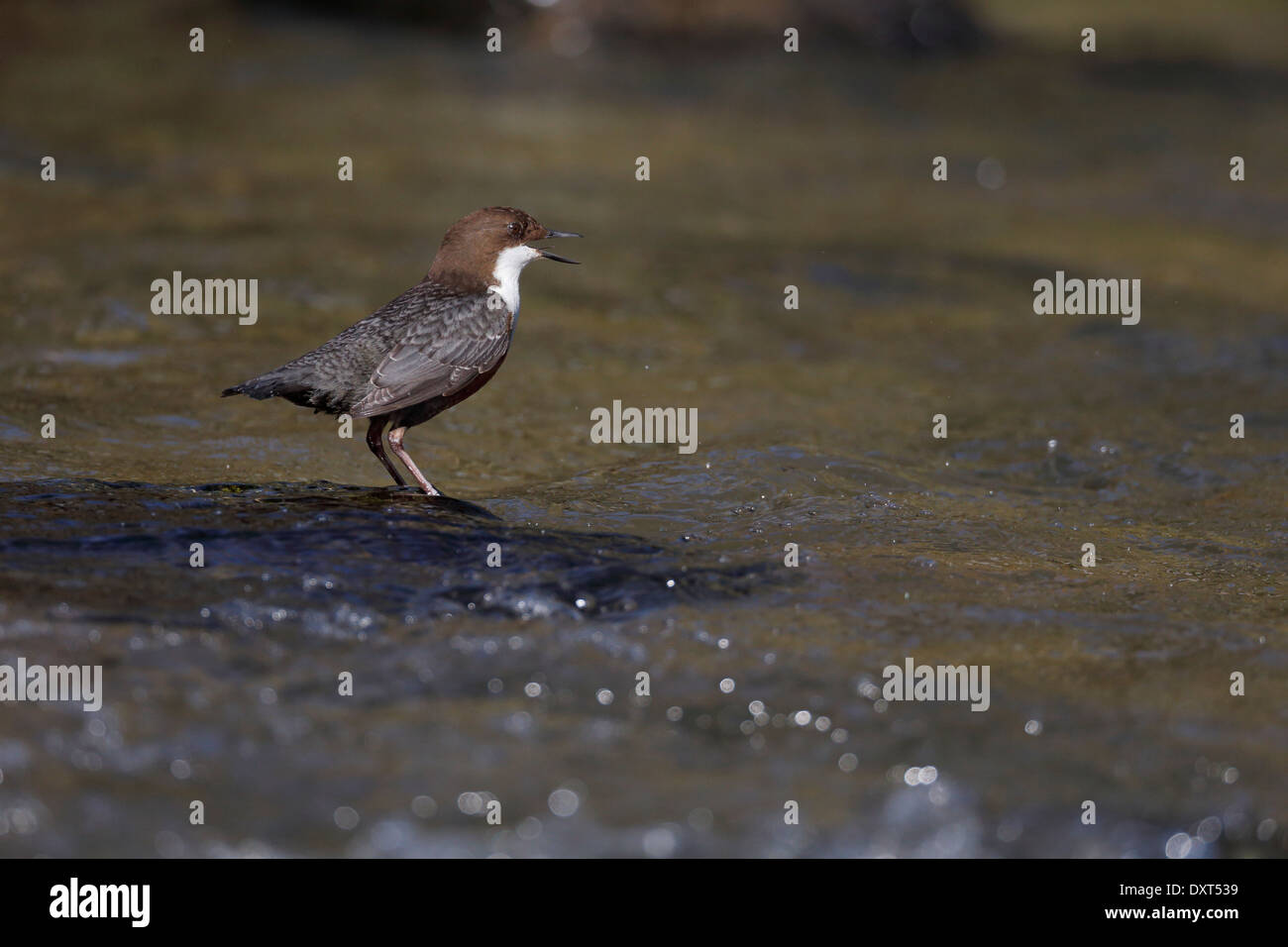 Il bilanciere, Cinclus cinclus, singolo uccello mediante acqua cantando, Galles, Marzo 2014 Foto Stock