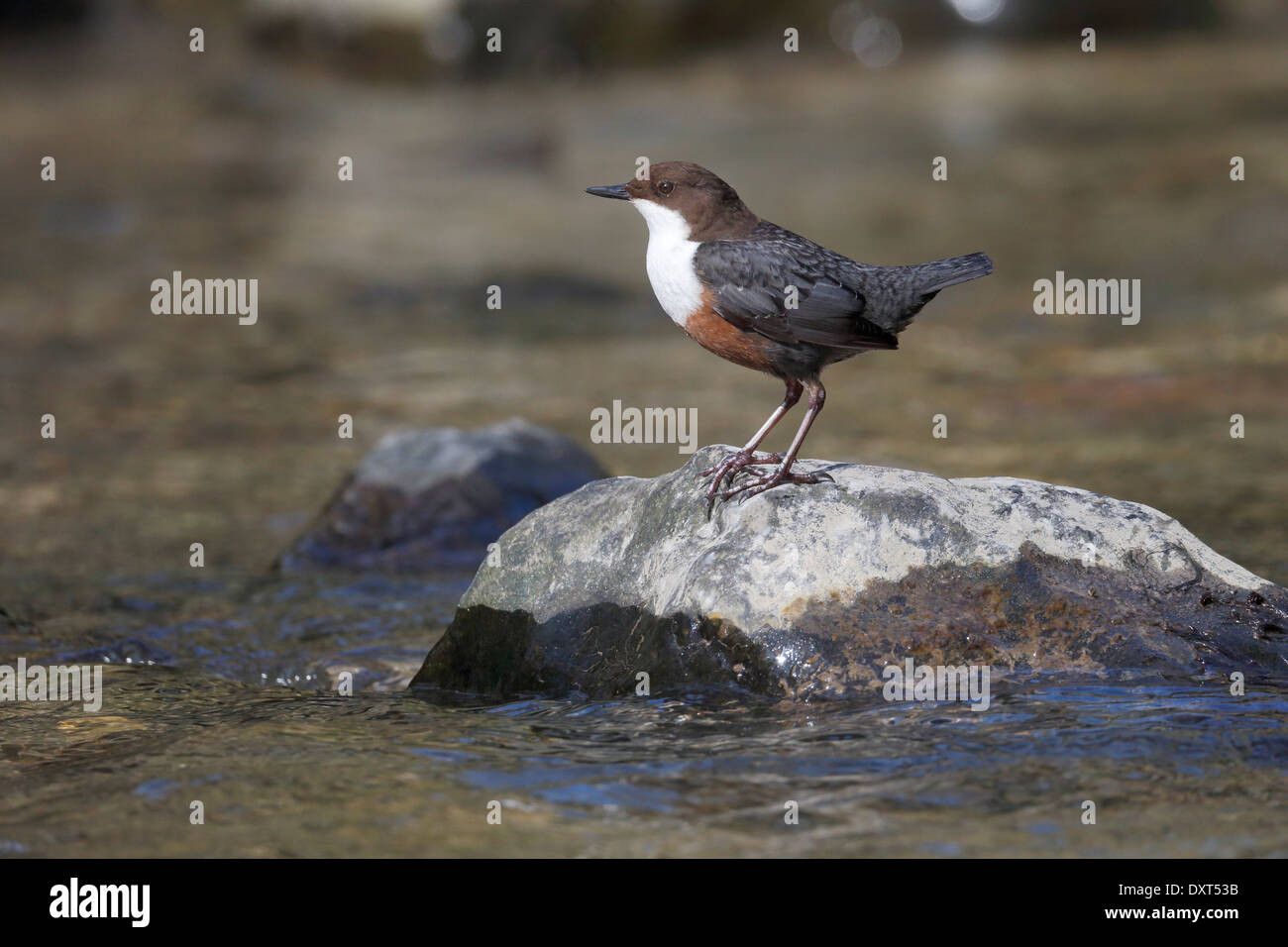 Il bilanciere, Cinclus cinclus, singolo uccello da acqua, Galles, Marzo 2014 Foto Stock