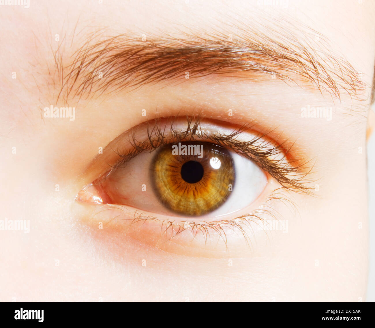 Extreme close up occhi nocciola Foto stock - Alamy