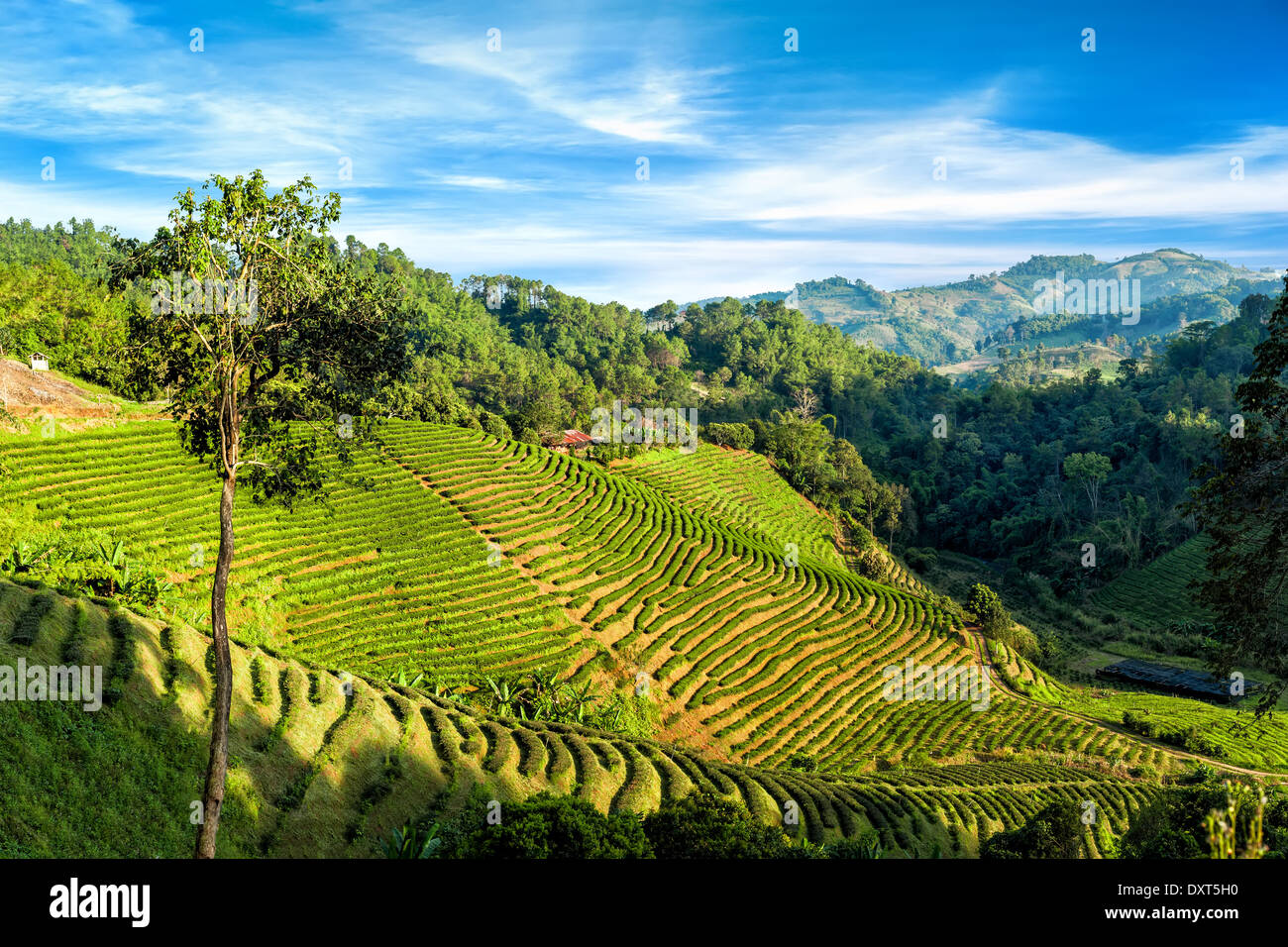 La piantagione di tè il paesaggio è sotto il blu cielo nuvoloso. Chaing Rai provincia, Thailandia Foto Stock