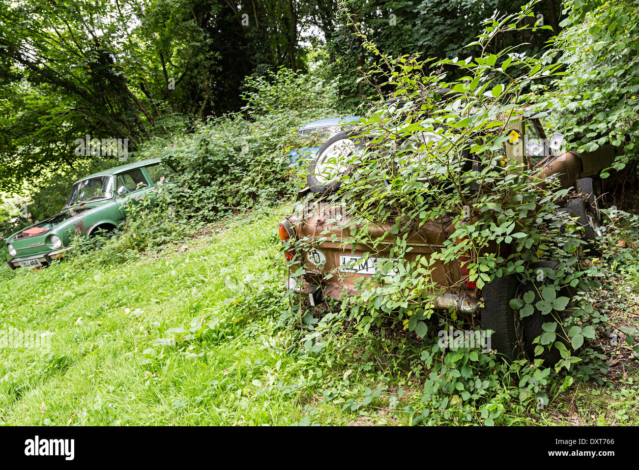 Auto abbandonate nel bosco e ricoperta di Abergavenny, Wales, Regno Unito Foto Stock