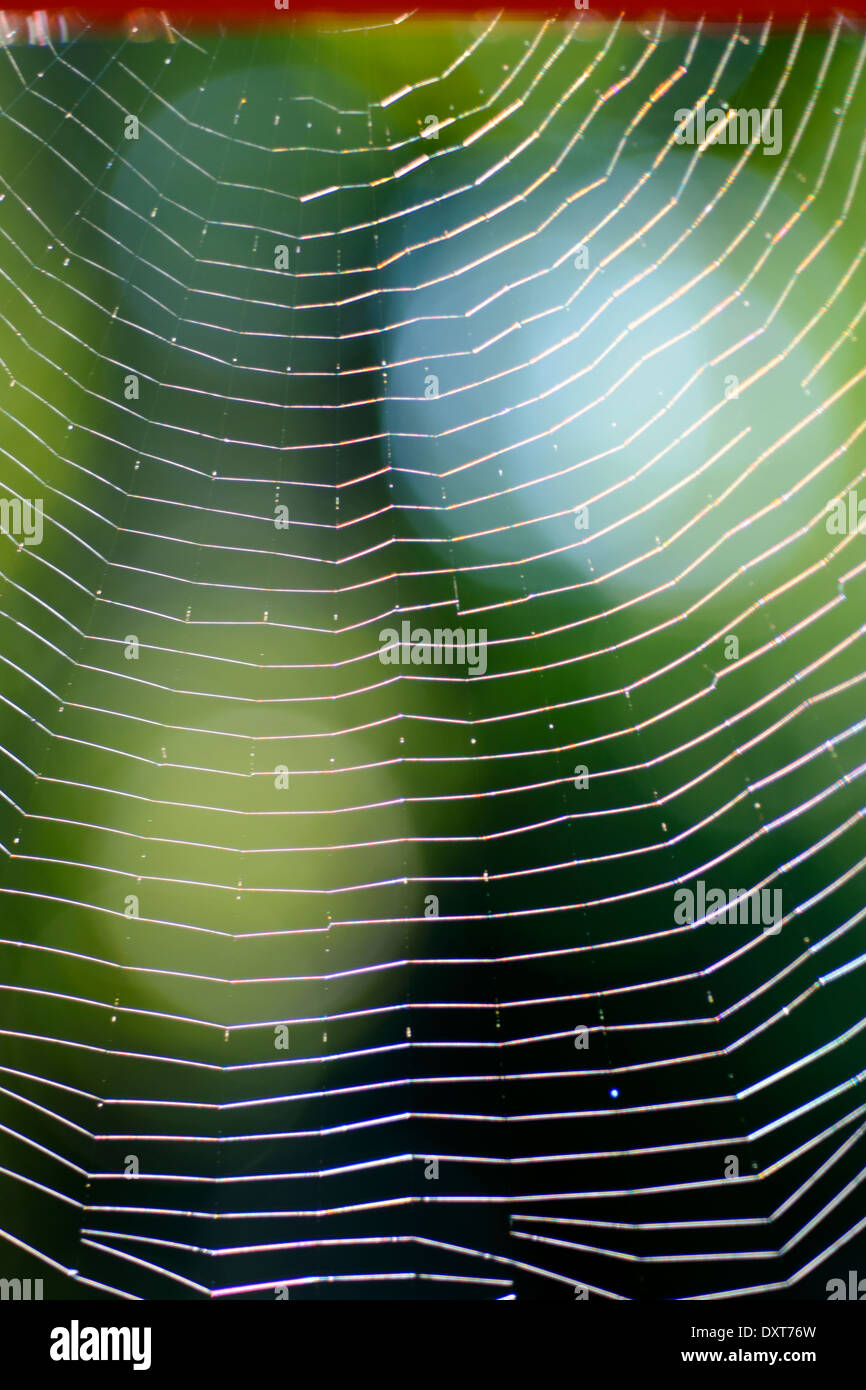 Spider Web dettaglio retroilluminazione Foto Stock