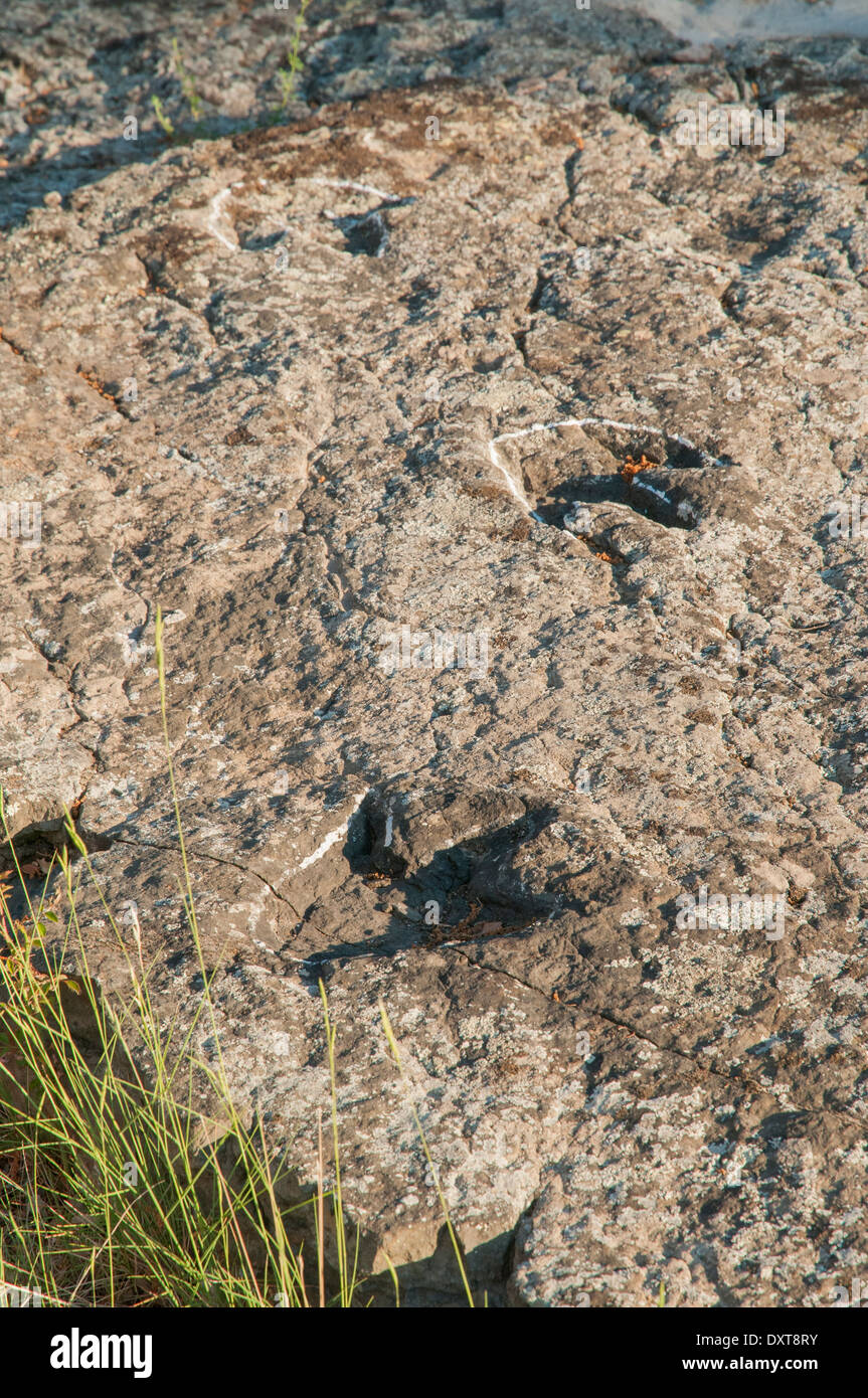 Orme di dinosauro ornitopod (o ichniti) in una roccia piatta, in precedenza il fondo di una laguna interna al sito fossile Senoba, Spagna. Foto Stock