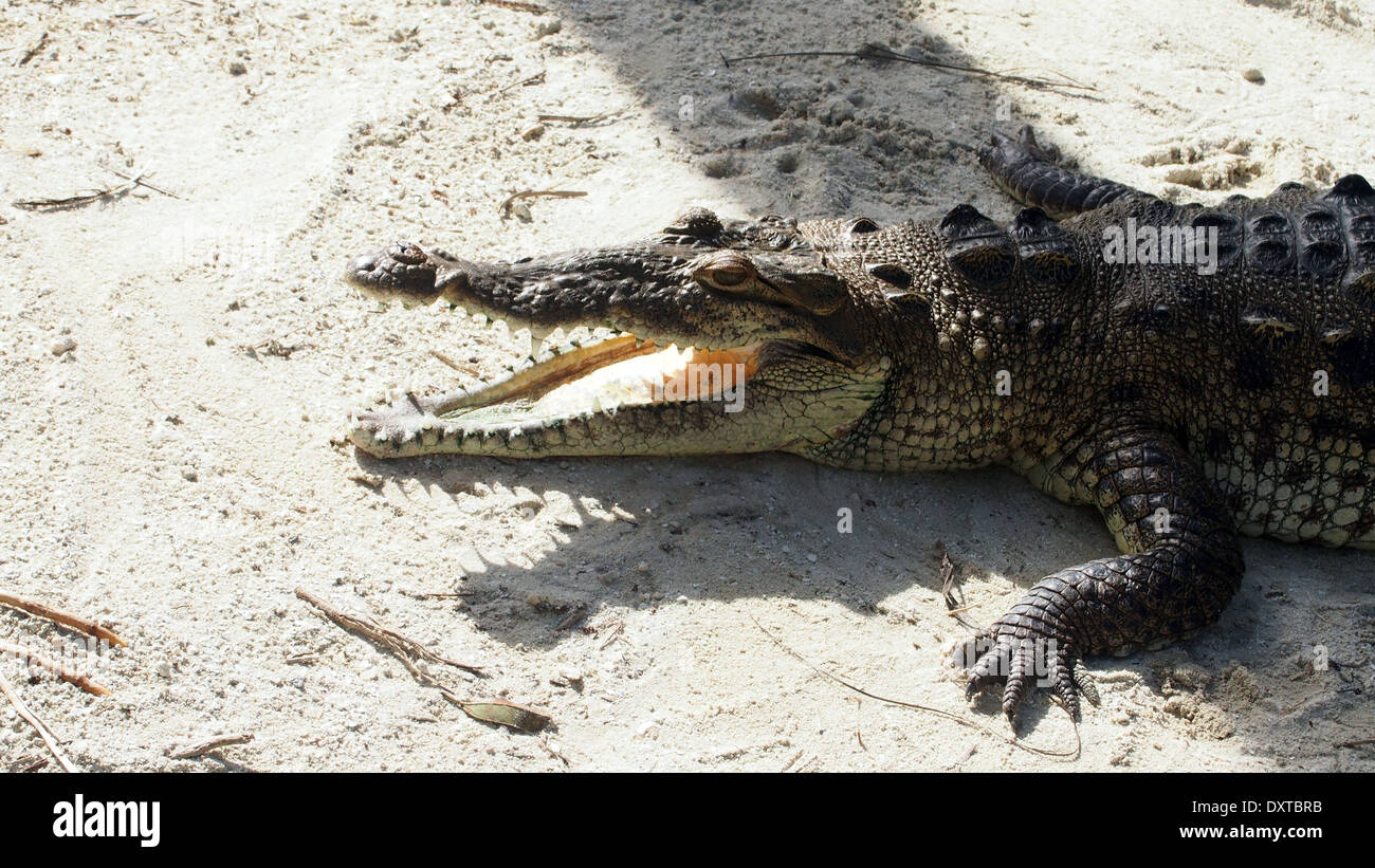 Coccodrillo americano al sole Foto Stock