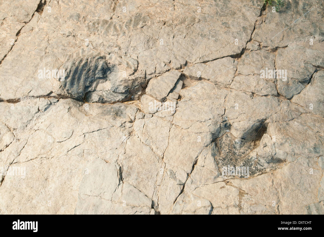 Tracce di impronte di dinosauro (o ichniti) in una roccia piatta, precedentemente il fondo di una laguna interna al sito fossile Cornago, la Rioja, Spagna. Foto Stock