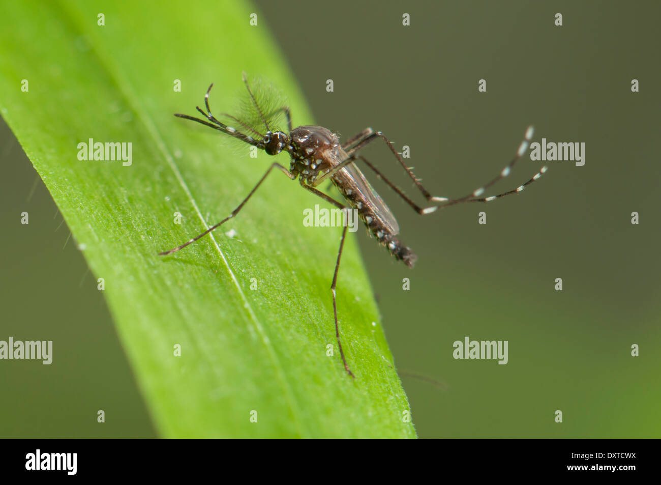 Aedes aegypti appoggio femminile nella vegetazione. una delle più comuni specie di zanzare in tutto il mondo, invasivo per l'Europa in passato e la portante di dengue e di febbre gialla e altre malattie. Foto Stock