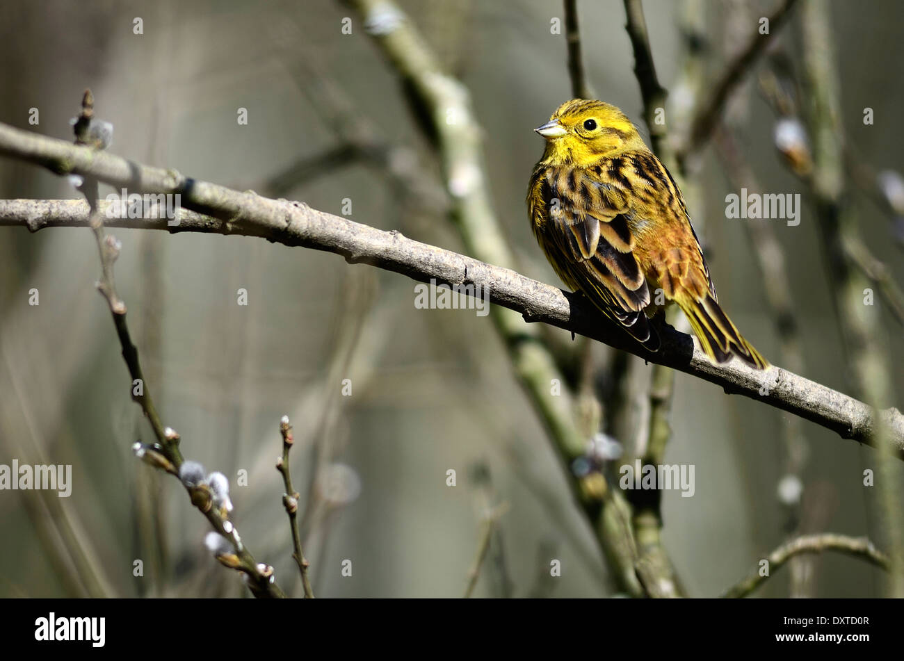 Zigolo giallo Foto Stock