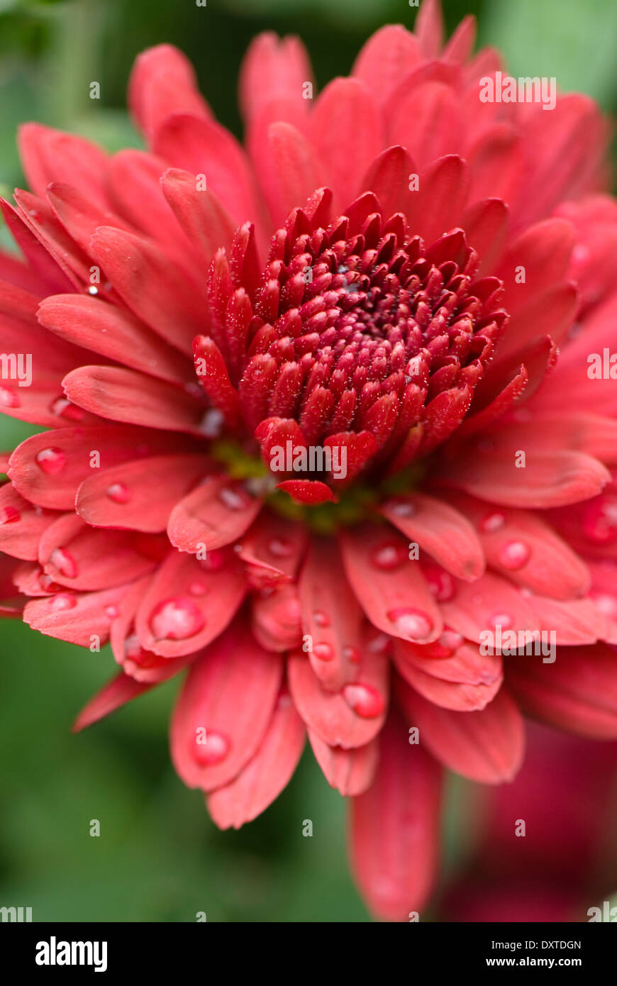 Fiore di gala immagini e fotografie stock ad alta risoluzione - Alamy